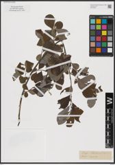 Foto von Salix caprea L.